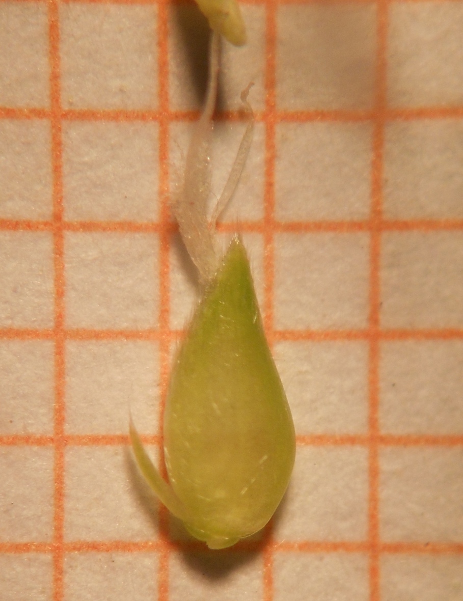 Phalaris minor / Scagliola minore